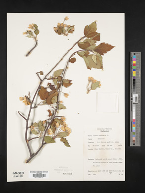 Pyrus coronaria image