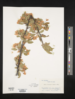 Malus sieboldii image