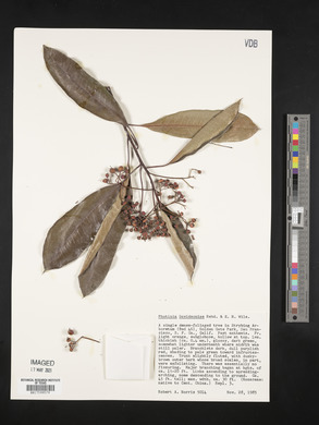 Photinia bodinieri image