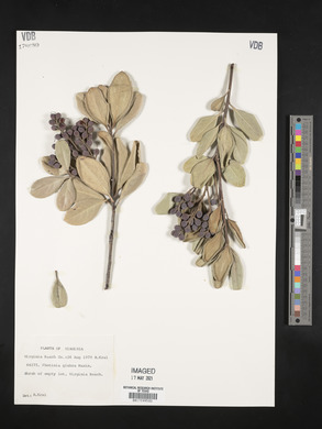 Photinia glabra image