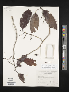 Prunus brachybotrya image
