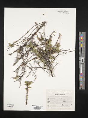 Prunus microphylla image