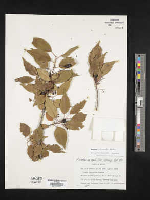 Prunus rhamnoides image