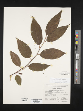 Prunus rhamnoides image