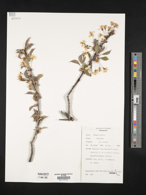 Prunus avium image