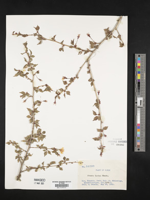 Prunus incisa image