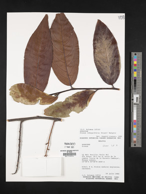 Prunus integrifolia image