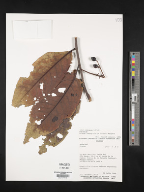 Prunus integrifolia image