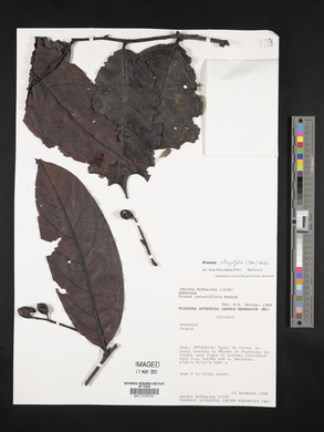 Prunus integrifolia image