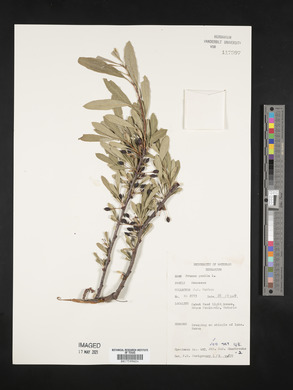 Prunus pumila image