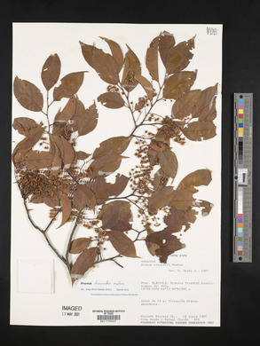 Prunus rhamnoides image