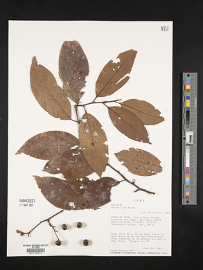 Prunus debilis image