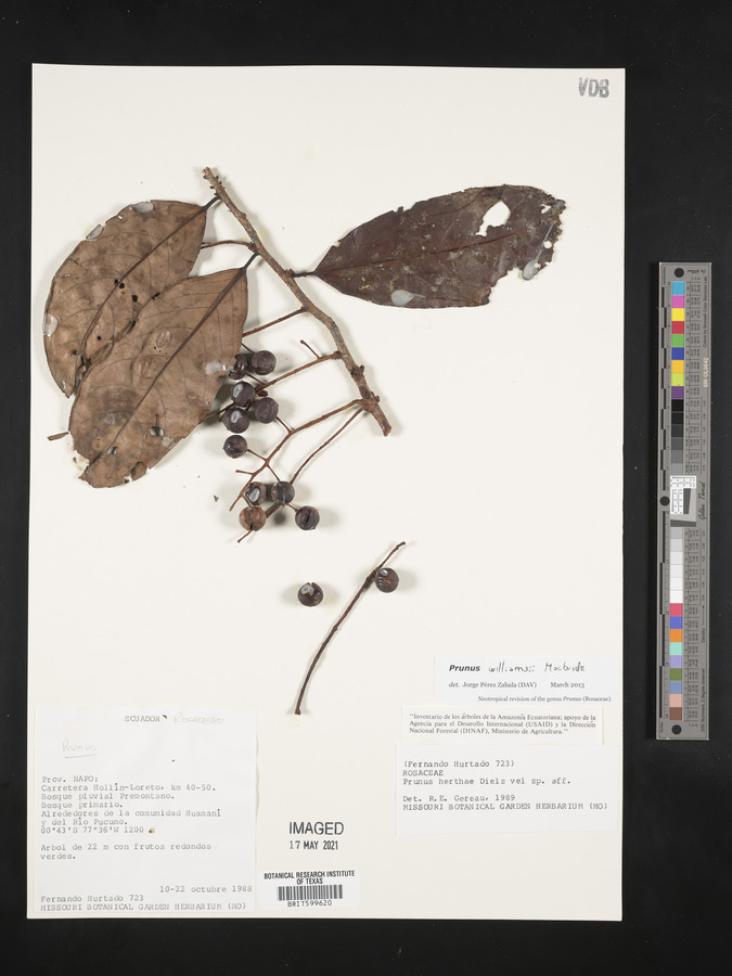 Prunus herthae image
