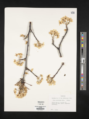 Pyrus calleryana image