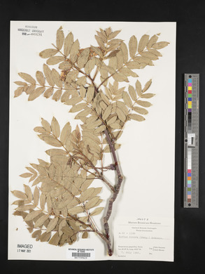 Sorbus decora image