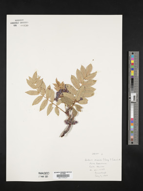 Sorbus decora image