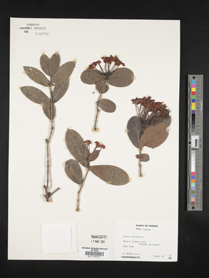 Ixora coccinea image