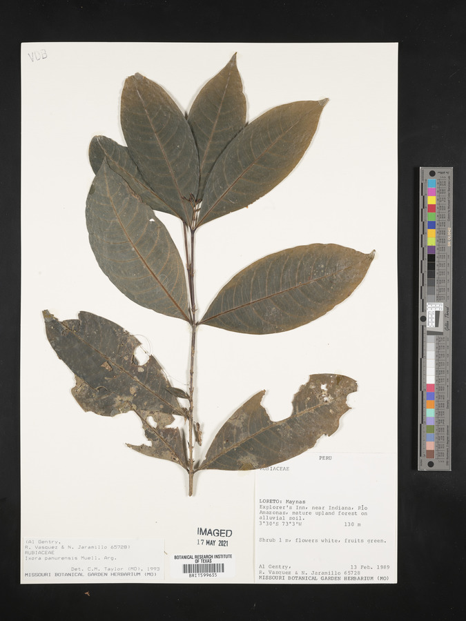 Ixora panurensis image