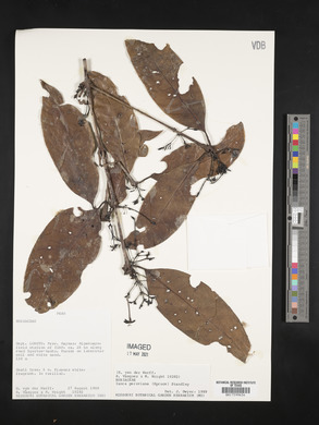 Ixora peruviana image