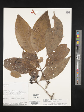 Ixora panurensis image