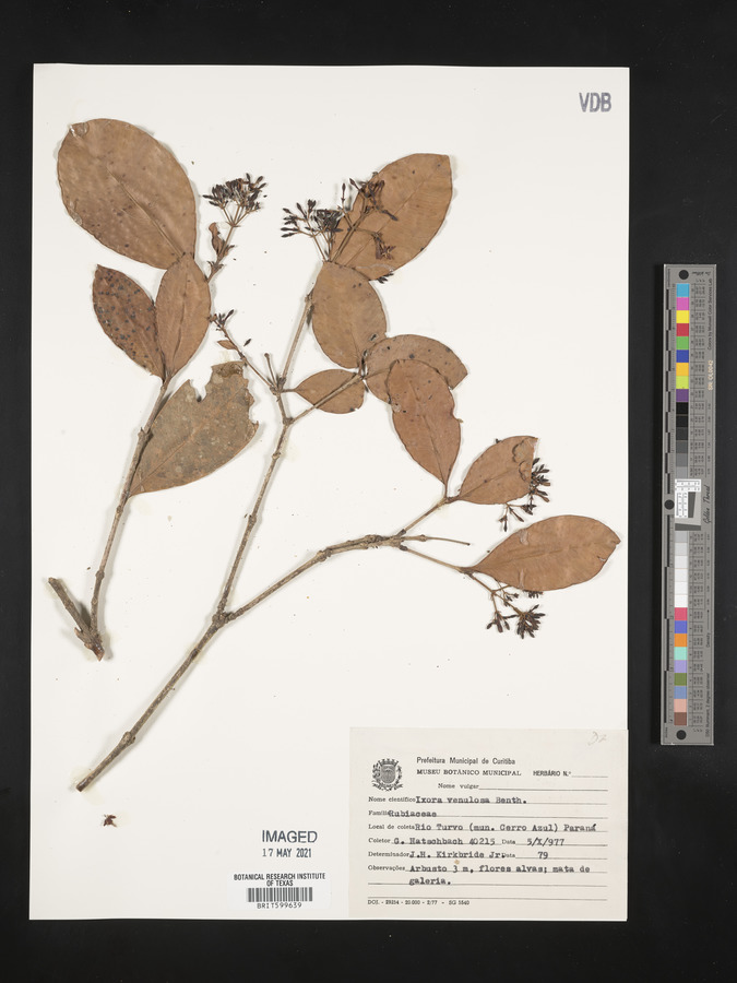 Ixora venulosa image