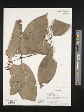 Ixora sparsifolia image