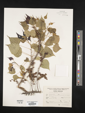 Populus fremontii subsp. mesetae image