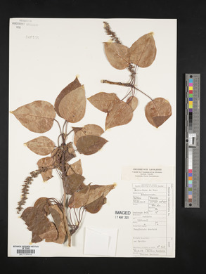 Populus balsamifera image