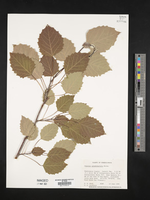 Populus grandidentata image