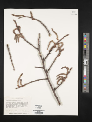 Populus grandidentata image