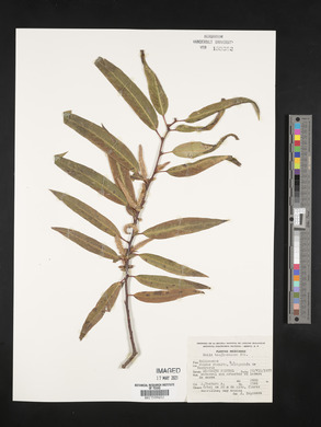 Salix bonplandiana image