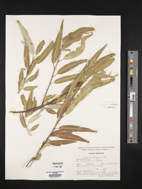 Salix bonplandiana image