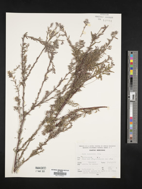 Salix taxifolia image