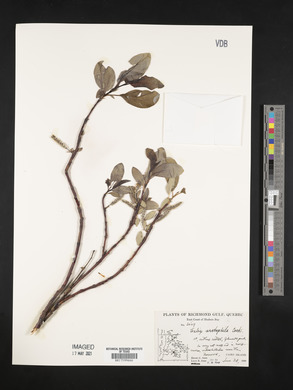 Salix arctophila image