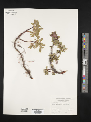 Salix arctophila image