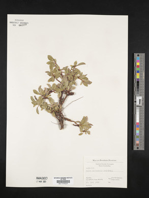 Salix arctophila image