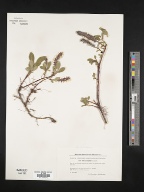 Salix arctophila image