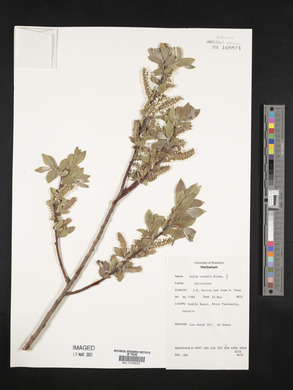 Salix cordata image