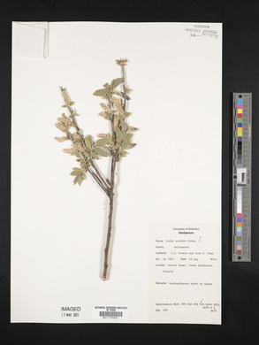 Salix cordata image