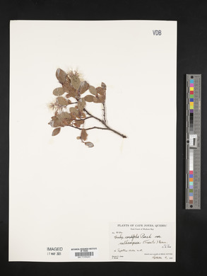 Salix cordifolia var. callicarpaea image