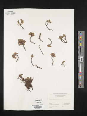Salix herbacea image