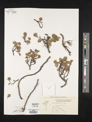 Salix herbacea image