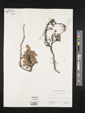 Salix herbacea image