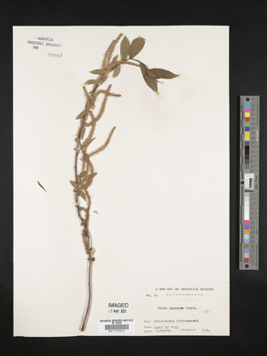 Salix japonica image