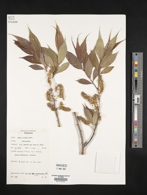 Salix lucida image