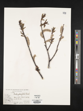 Salix planifolia image