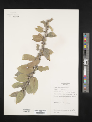 Salix syrticola image
