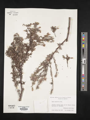 Salix taxifolia image