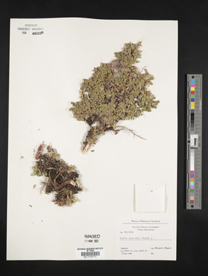 Salix uva-ursi image