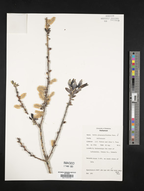 Salix glaucophylloides image